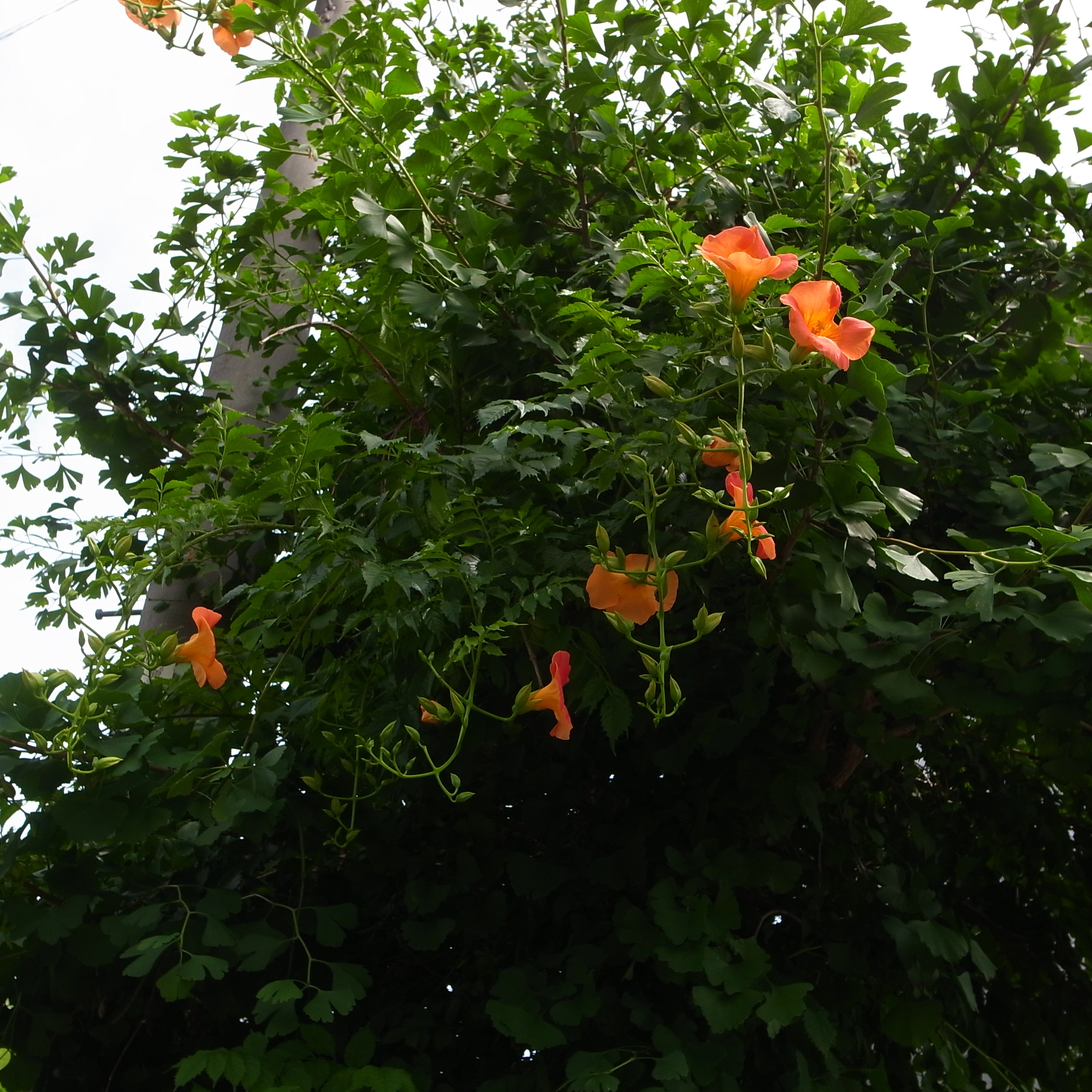 葉山 アゲハ亭 庭の花 ノウゼンカズラ Livedoor Blog ブログ 葉山 アゲハ亭 庭の花 ノウゼンカズラ Livedoor Blog ブログ