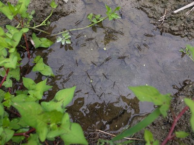 RES05766
