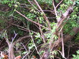050308taiwanrisu