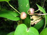 100602mukago