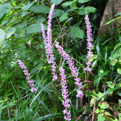R0086339