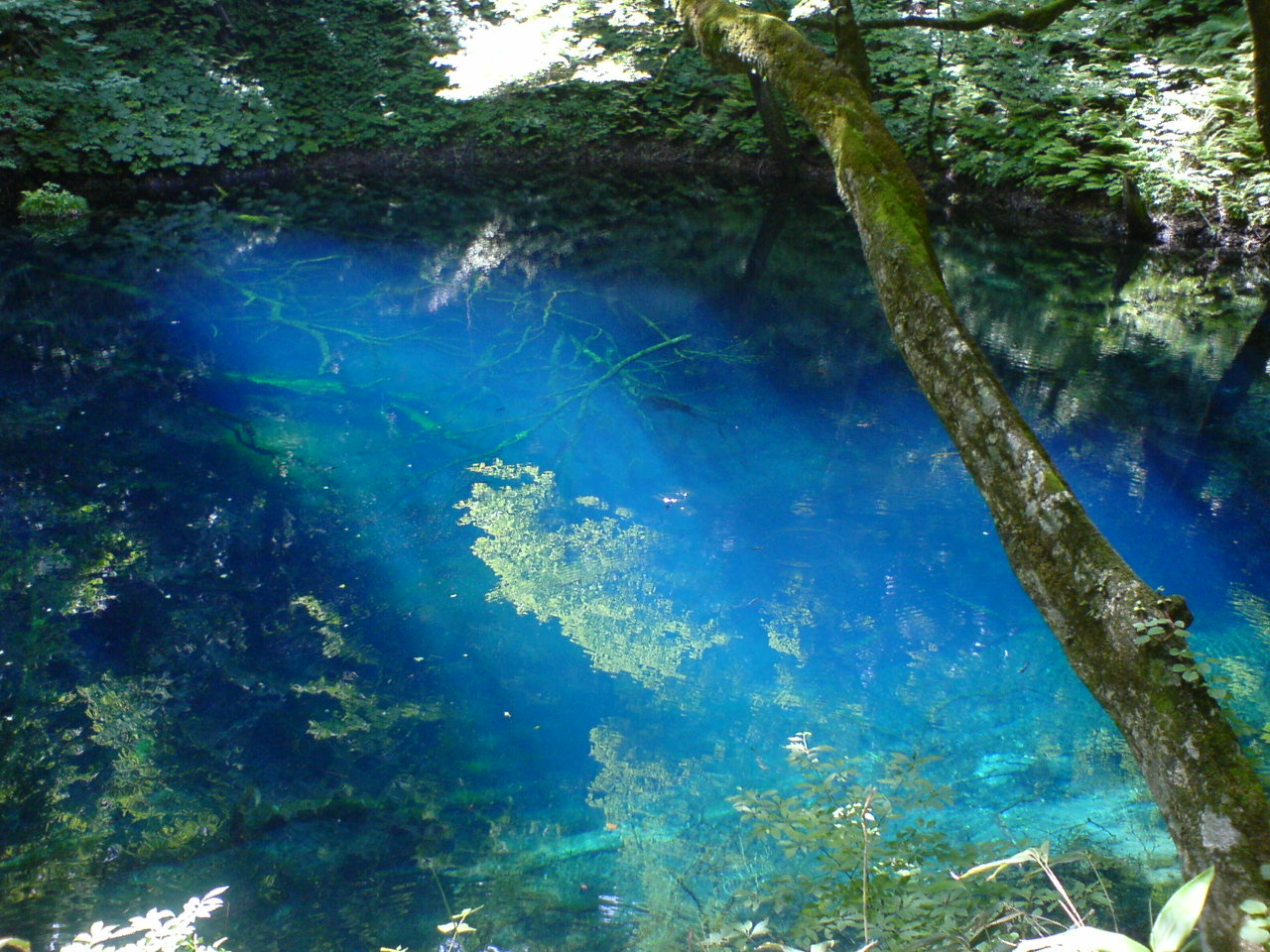青森県、白神山地の十二湖の青池 : 鉄旅フォト紀行~鉄路の彼方へ~