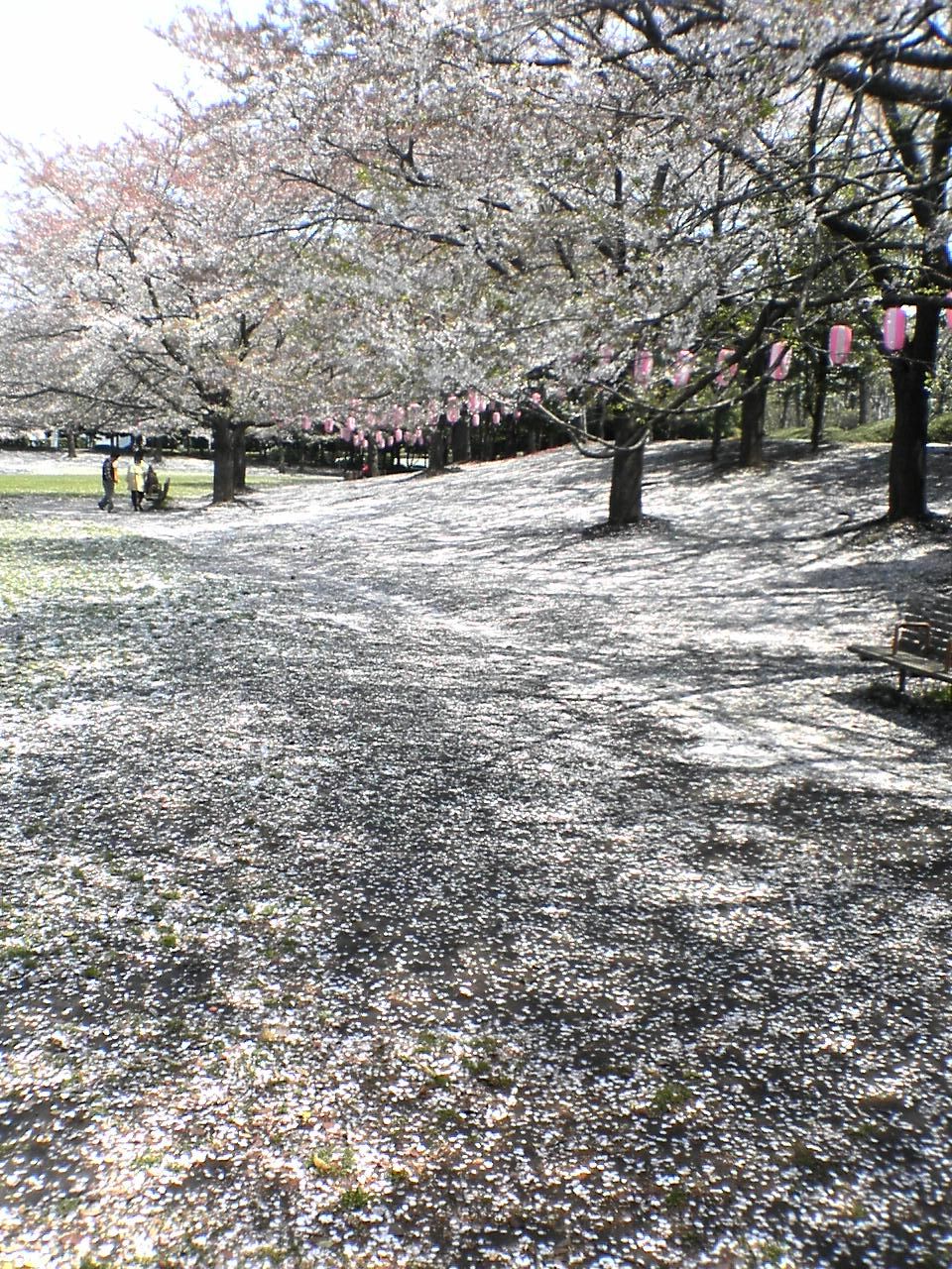 桜前線は今どこに・・・ : 鉄旅フォト紀行～鉄路の彼方へ～