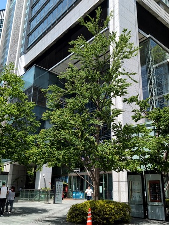 八重洲東京ビルTOKIA 地下一階 タンメントナリ丸の内店