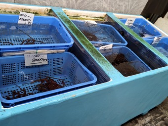 ������ �����縶 ��Ϸ�� ���Ӥ�