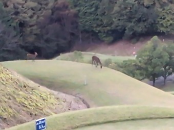 �� ��ǽ�����μ�����ȥ꡼����� PGM