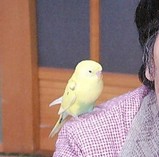 インコのピーコちゃん 母