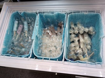 �����������ӥ� ��εܥ���ȥ꡼����� �Ƶ���ī���롼�����դ�