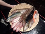 銀座 淡路島と喰らえ 鮮魚