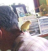 インコのピーコちゃん 親父