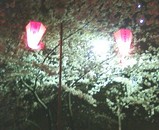 花見 桜 2