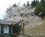 ラフォーレ白河ゴルフコース 桜