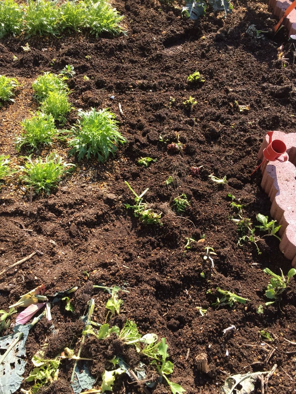 家庭菜園 土づくりと畑拡張 半農半jobhopper Labo