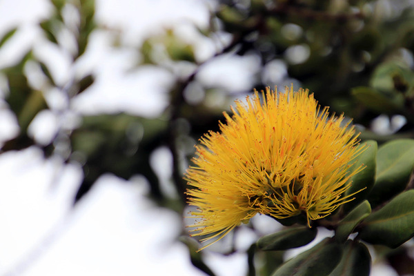 オヒアレフア 2