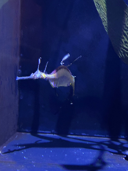 ワイキキ水族館 7