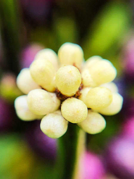 ホオマルヒア2-8白い花