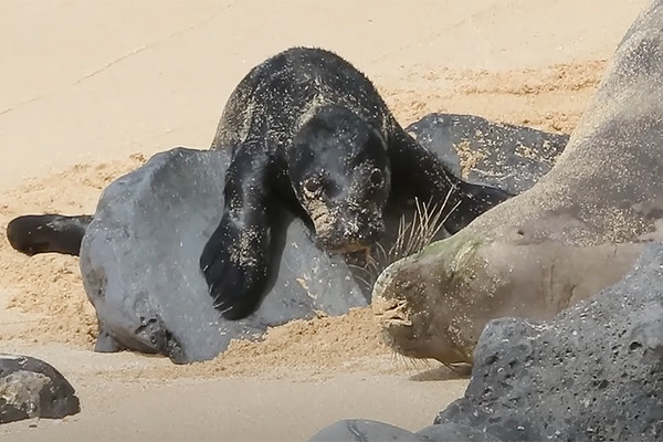 ハワイアンモンクシールの赤ちゃんが生まれました
