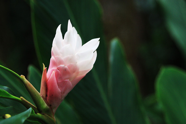 ライアン植物園行ってみて 5