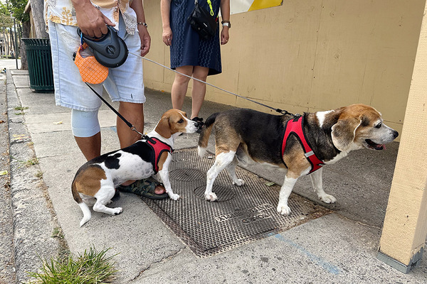 ハワイのビーグル犬 5
