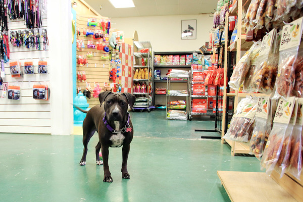 ハワイのペット用品店主にワンコ犬 8