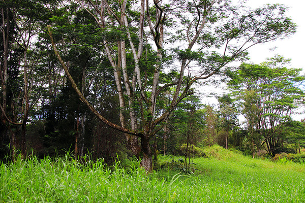 puna forest 5