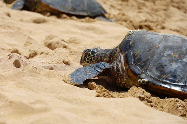 ラニアケアビーチのウミガメホヌ 3