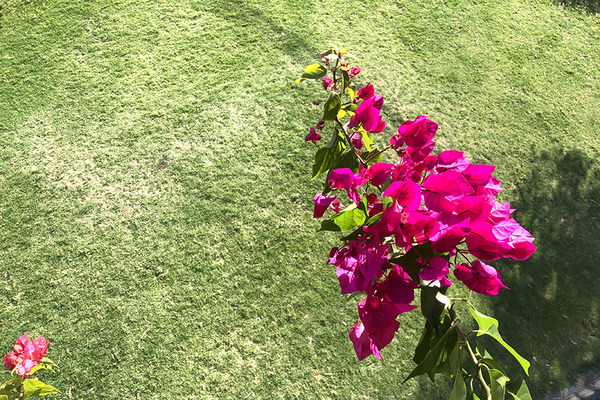 ベランダに咲き乱れる花 7