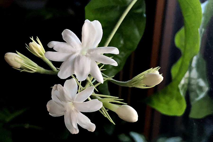 おうちハワイ 真冬だけどリビングが花ざかりで居心地いいです お掃除大変だけど 一日 一ハワイ ハワイブログ おうちハワイ 真冬だけどリビングが花ざかりで居心地いいです お掃除大変だけど 一日 一ハワイ ハワイブログ