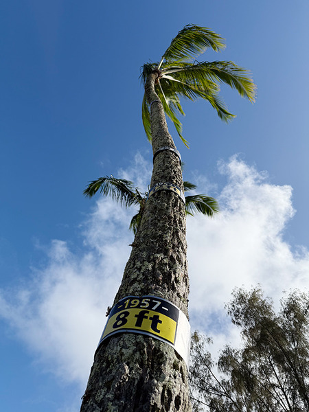 HILO coconuts island 7