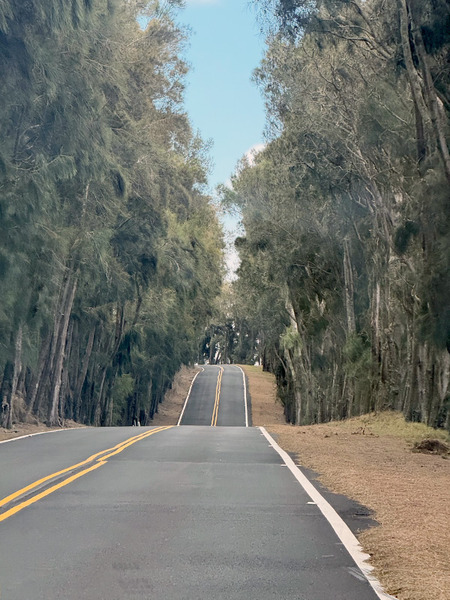 コハラの峠道は最高です 2