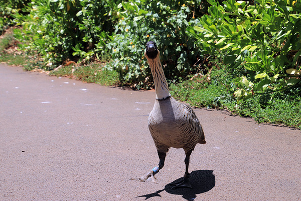 ハワイ州の鳥ネネHawaii-nene2