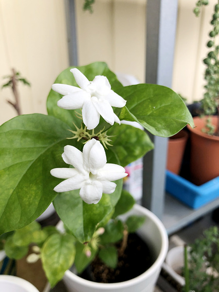 ベランダのハワイの花 2
