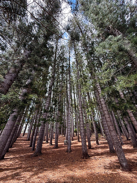 ハワイ癒しのパワースポット 7