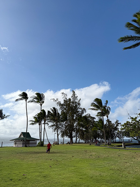 HILO coconuts island 4
