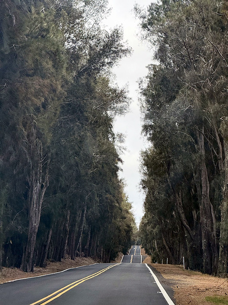 コハラの峠道は最高です 3