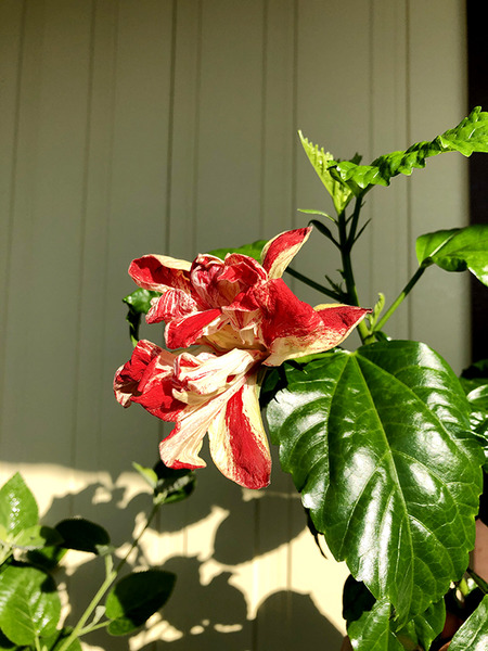 ベランダに咲き乱れる花 3