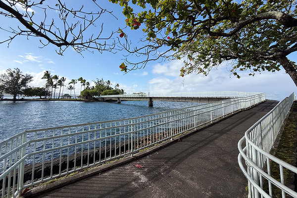 HILO coconuts island 1