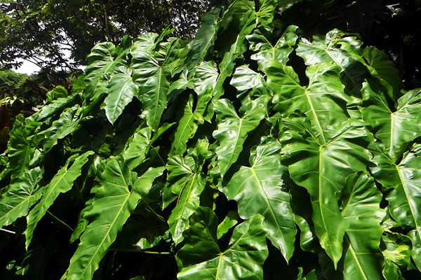 puna forest 2