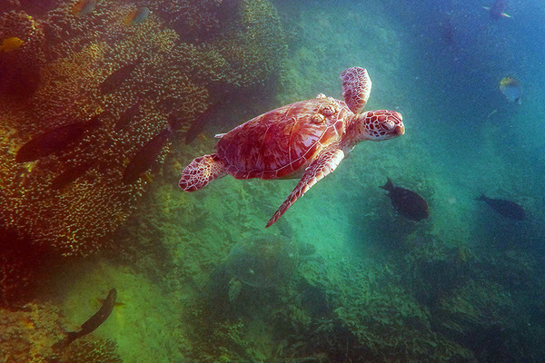 キャプテンブルース  天国の海  シュノーケル  ウミガメ  ホヌ  6