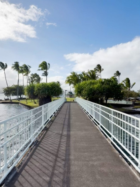 HILO coconuts island 2