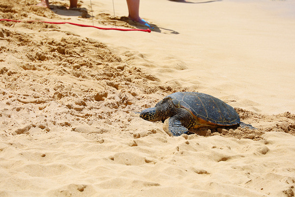 ラニアケアビーチのウミガメホヌ 2