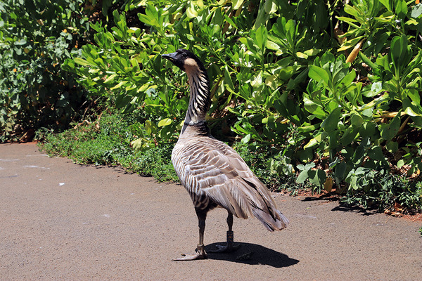 ハワイ州の鳥ネネHawaii-nene