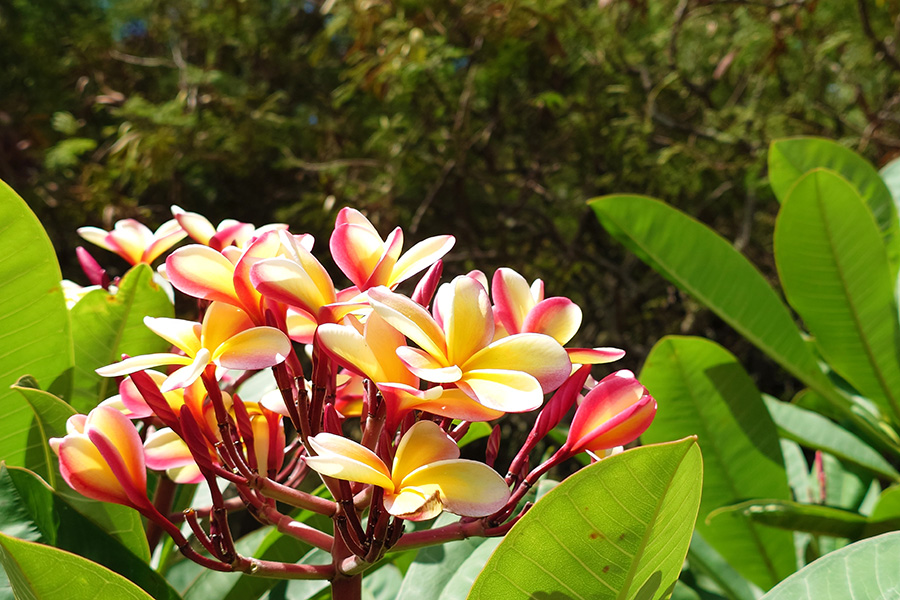ハワイを代表する花プルメリアを堪能できる素敵な場所がココヘッドの麓