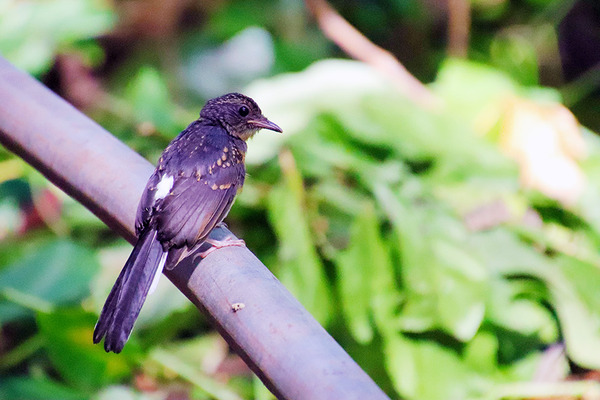 ワヒアワの町の中に広がる森 8