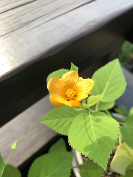 ベランダのハワイの花 3