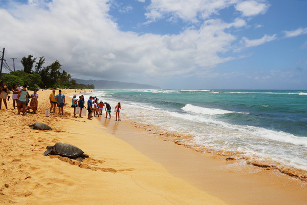 ラニアケアビーチのウミガメホヌ 1