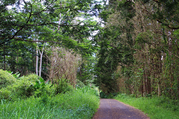 puna forest 3