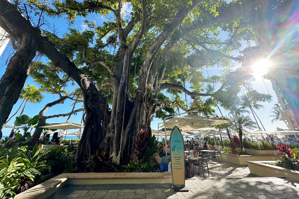 モアナサーフライダービーチバー 13