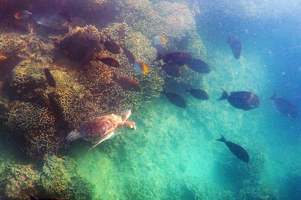 キャプテンブルース  天国の海  シュノーケル  ウミガメ  ホヌ  5