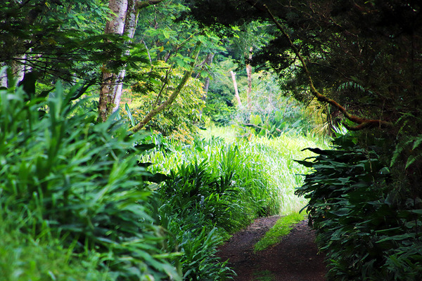 puna forest 4